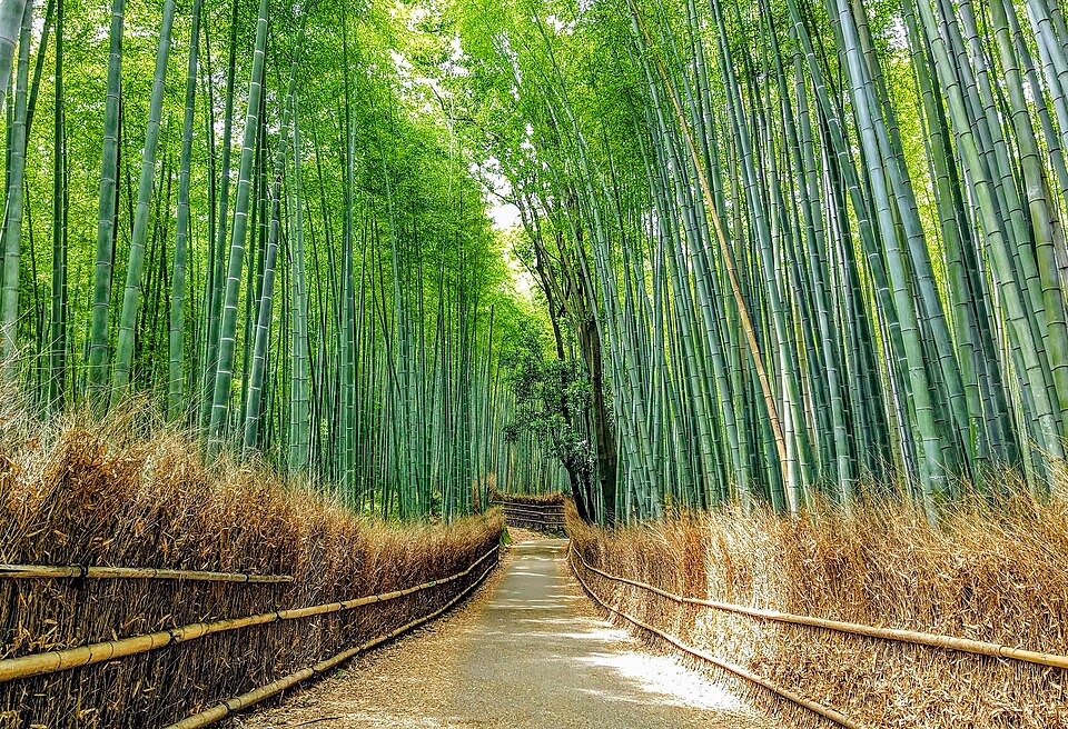 La Foresta di Bambù di Arashiyama — camminare dentro la luce verde