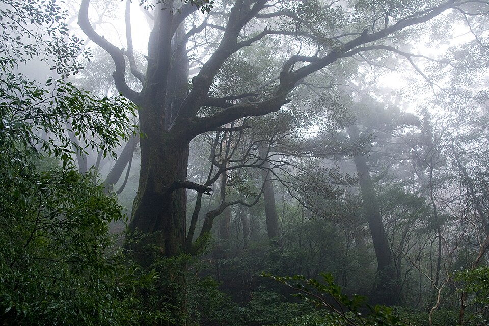 Yakushima: l’isola dei cedri millenari e del muschio