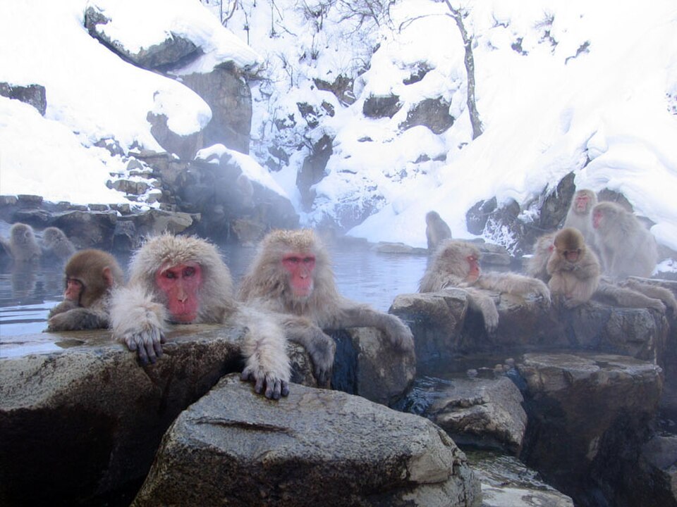 le scimmie delle nevi di Jigokudani:guida alle famose snow monkey