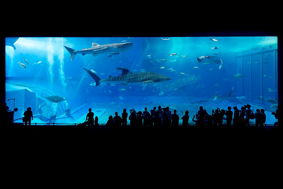 Acquario Churaumi: gli squali balena e la vasca più famosa del Giappone