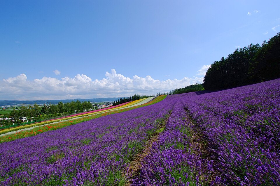 Furano e Biei: la lavanda, le colline patchwork e lo Stagno Blu