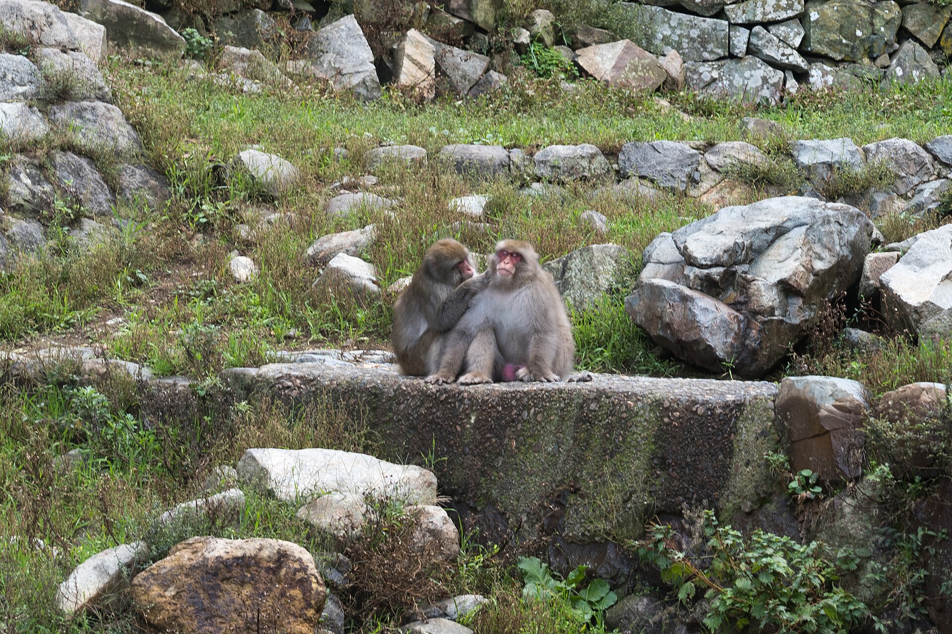 Scimmie delle nevi di Jigokudani
