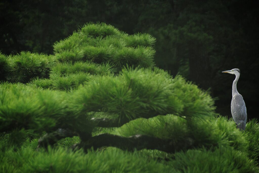 Giardino Ritsurin: il capolavoro paesaggistico di Takamatsu