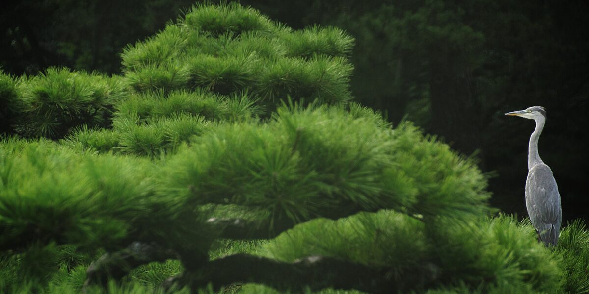 Stagno, ponte e pini del giardino Ritsurin a Takamatsu