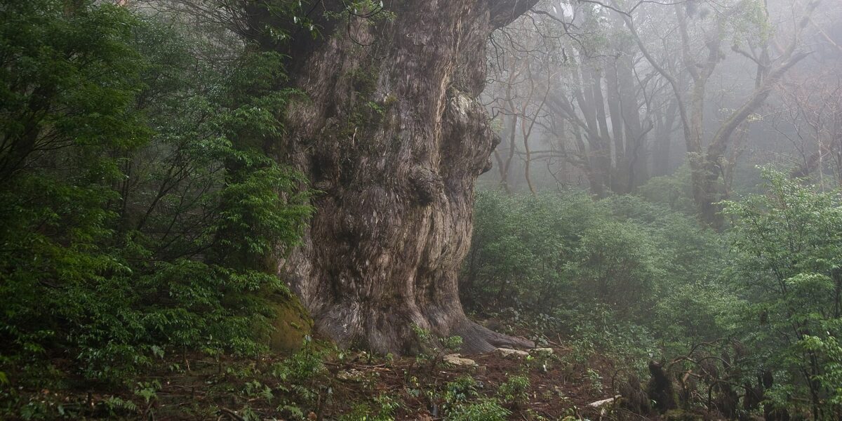 Jōmon Sugi nella foresta millenaria di Yakushima