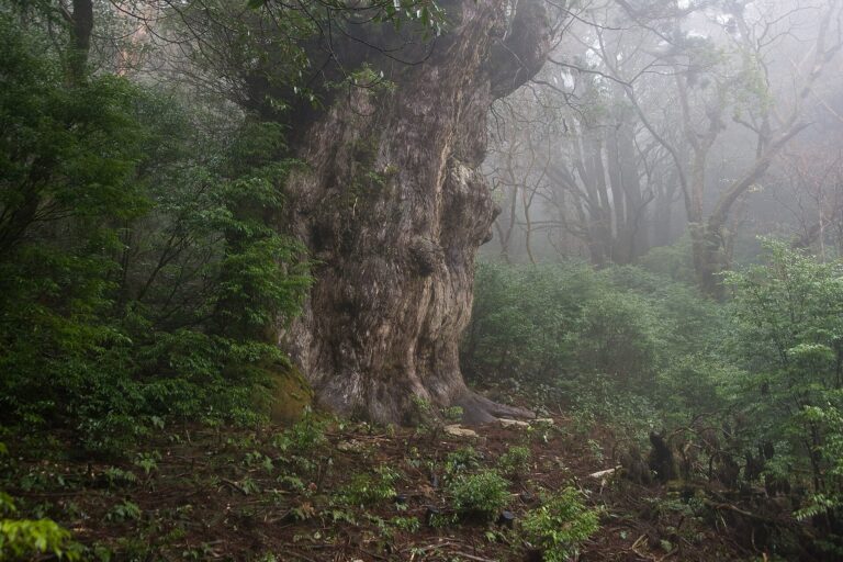 Jōmon Sugi nella foresta millenaria di Yakushima