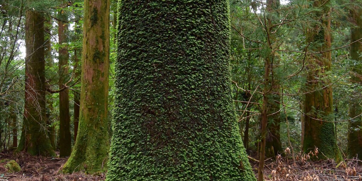 Un tratto forestale dell'antico pellegrinaggio Kumano Kodō