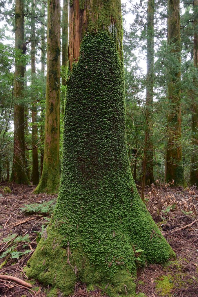 Kumano Kodō: camminare lungo l’antica via dei pellegrini