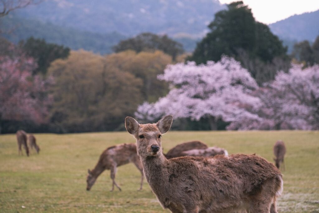 Nara: guida completa all’antica capitale del Giappone
