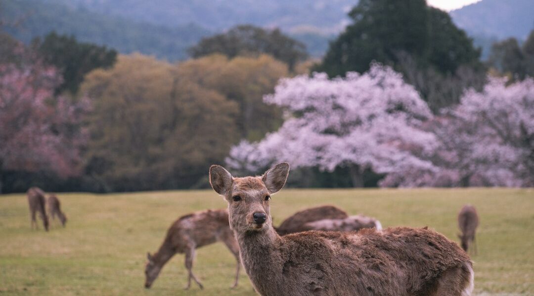 Cervi nel parco di Nara