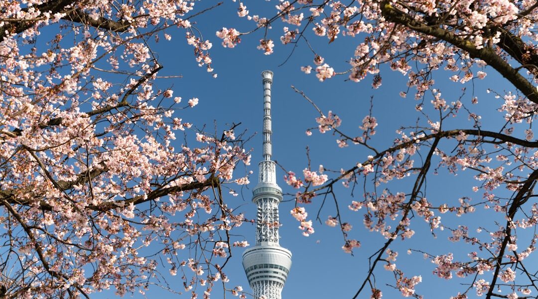 Tokyo Skytree incorniciata dai ciliegi