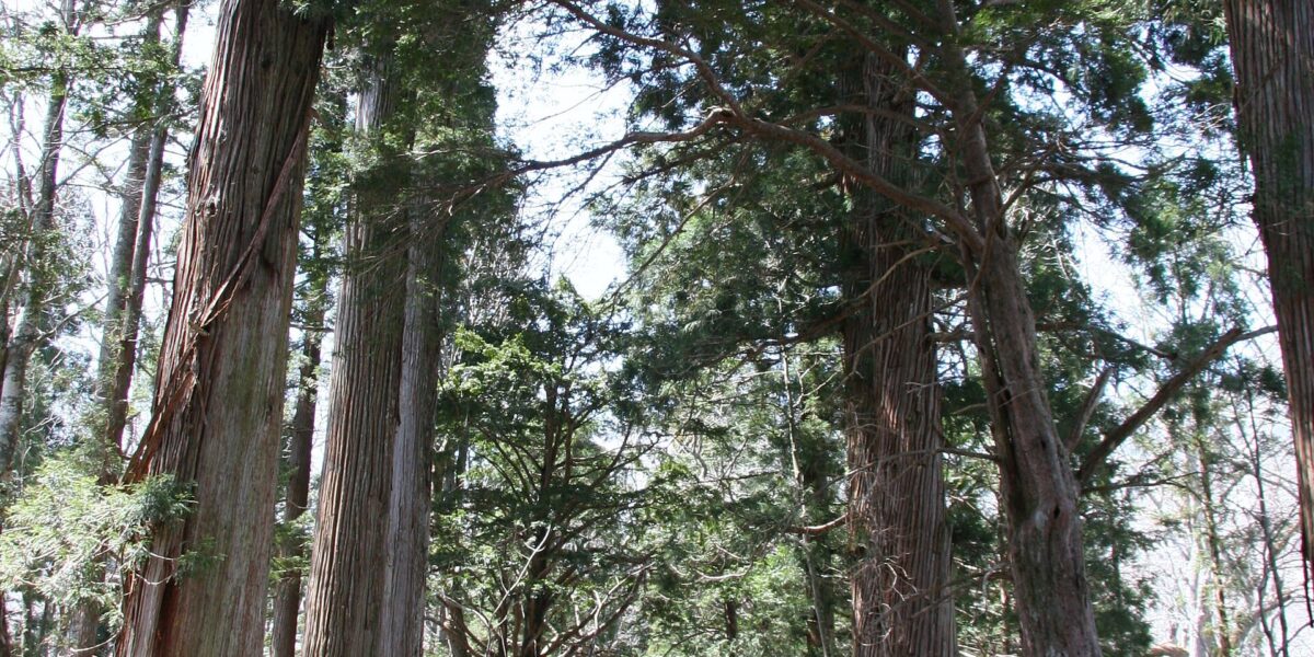 Il viale di antichi cedri verso il santuario Okusha di Togakushi