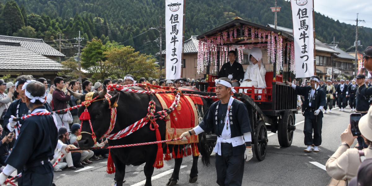 Festival del Tajima-gyū nella prefettura di Hyōgo
