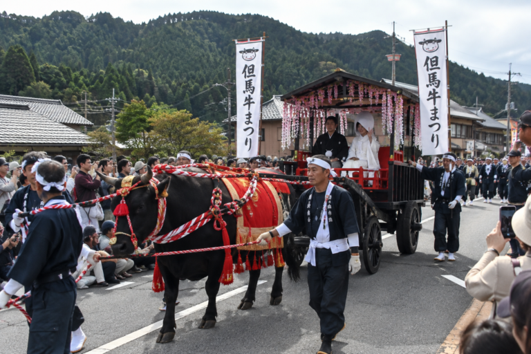 Festival del Tajima-gyū nella prefettura di Hyōgo