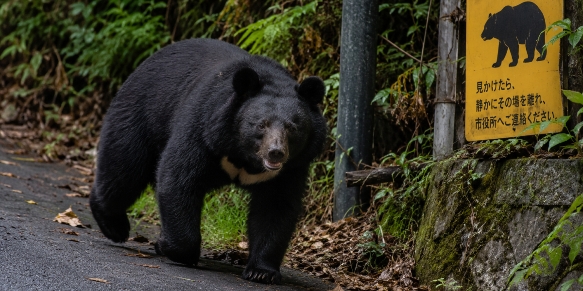 Orso nero asiatico nell’area di Hachiōji a Tokyo