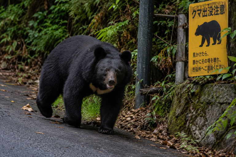 Orso nero asiatico nell’area di Hachiōji a Tokyo