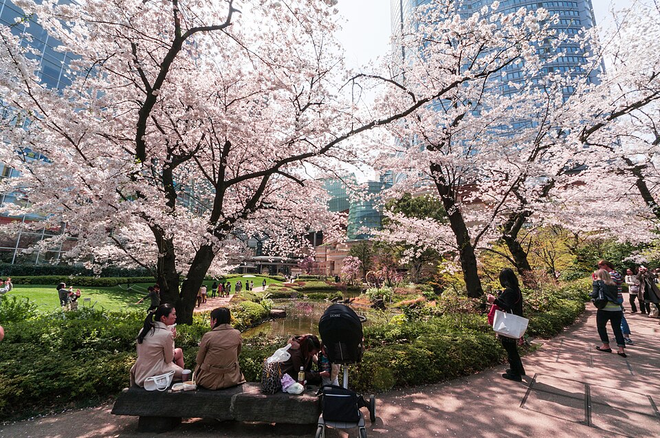 Hanami: dove e quando vedere i ciliegi in fiore in Giappone