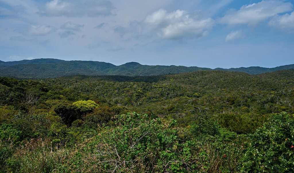 Yanbaru: guida alla foresta subtropicale di Okinawa