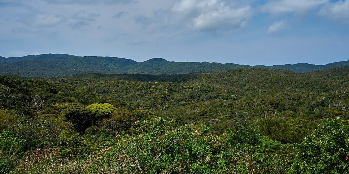 Foresta subtropicale del Parco nazionale di Yanbaru a Okinawa
