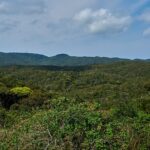 Foresta subtropicale del Parco nazionale di Yanbaru a Okinawa