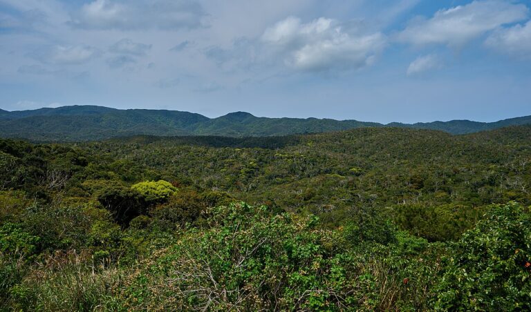 Yanbaru: guida alla foresta subtropicale di Okinawa